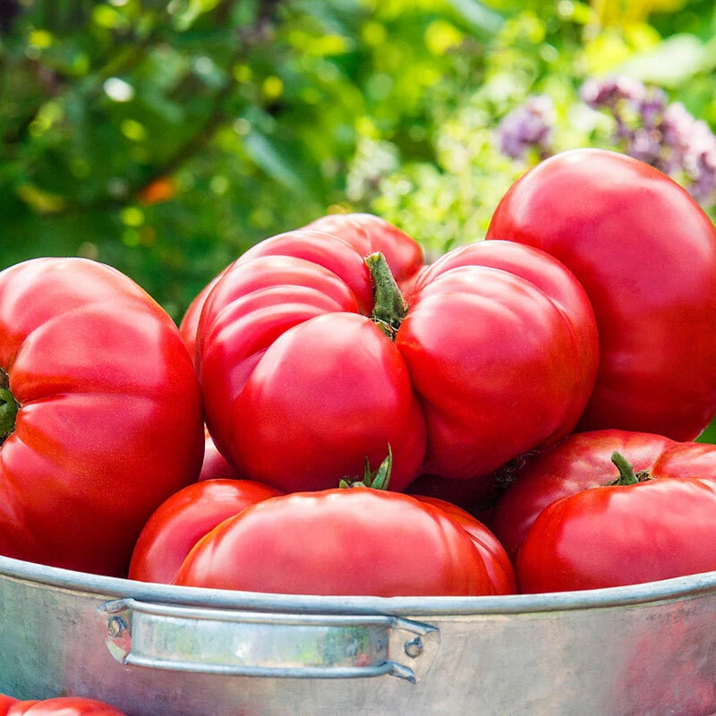 Mortgage Lifter Tomato Seeds - 30 Seeds, Huge Beefsteak, Outdoor, Annual - Image 1