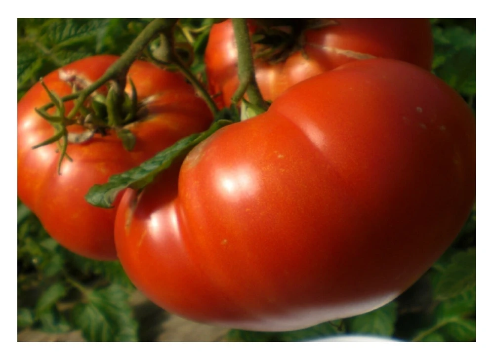 Mortgage Lifter Tomato Seeds - Enormous Red Beefsteak, Easy Grow, Outdoor - Image 1