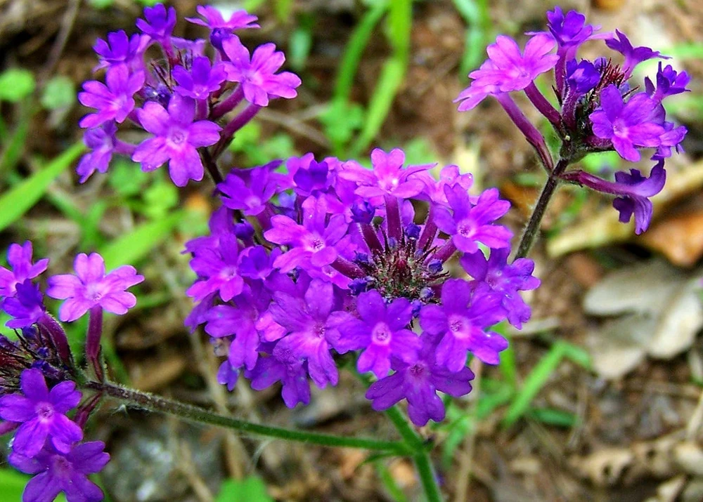 Moss Verbena Seeds - Purple Perennial Creeping Ground Cover for Full Sun, Outdoor - Image 2