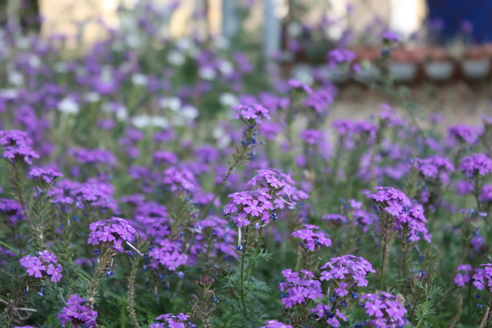 Moss Verbena Seeds - Purple Perennial Creeping Ground Cover for Full Sun, Outdoor - Image 1