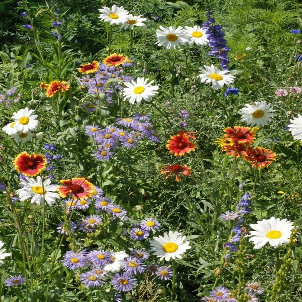 Mountain Wildflower Mix Seeds - 19 Species - Annual, Biennial, Perennial - Image 2