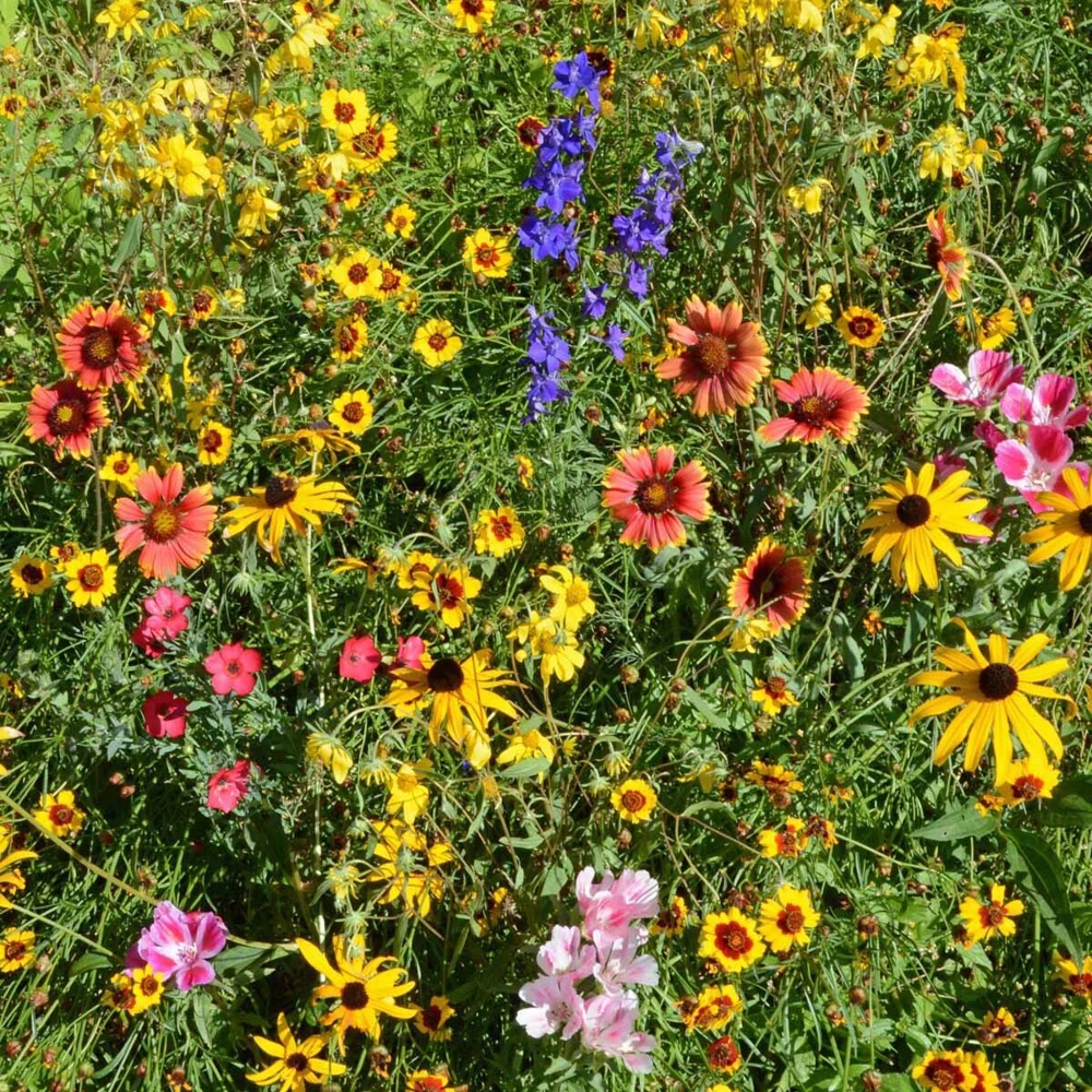 Mountain Wildflower Mix Seeds - 19 Species - Annual, Biennial, Perennial - Image 1