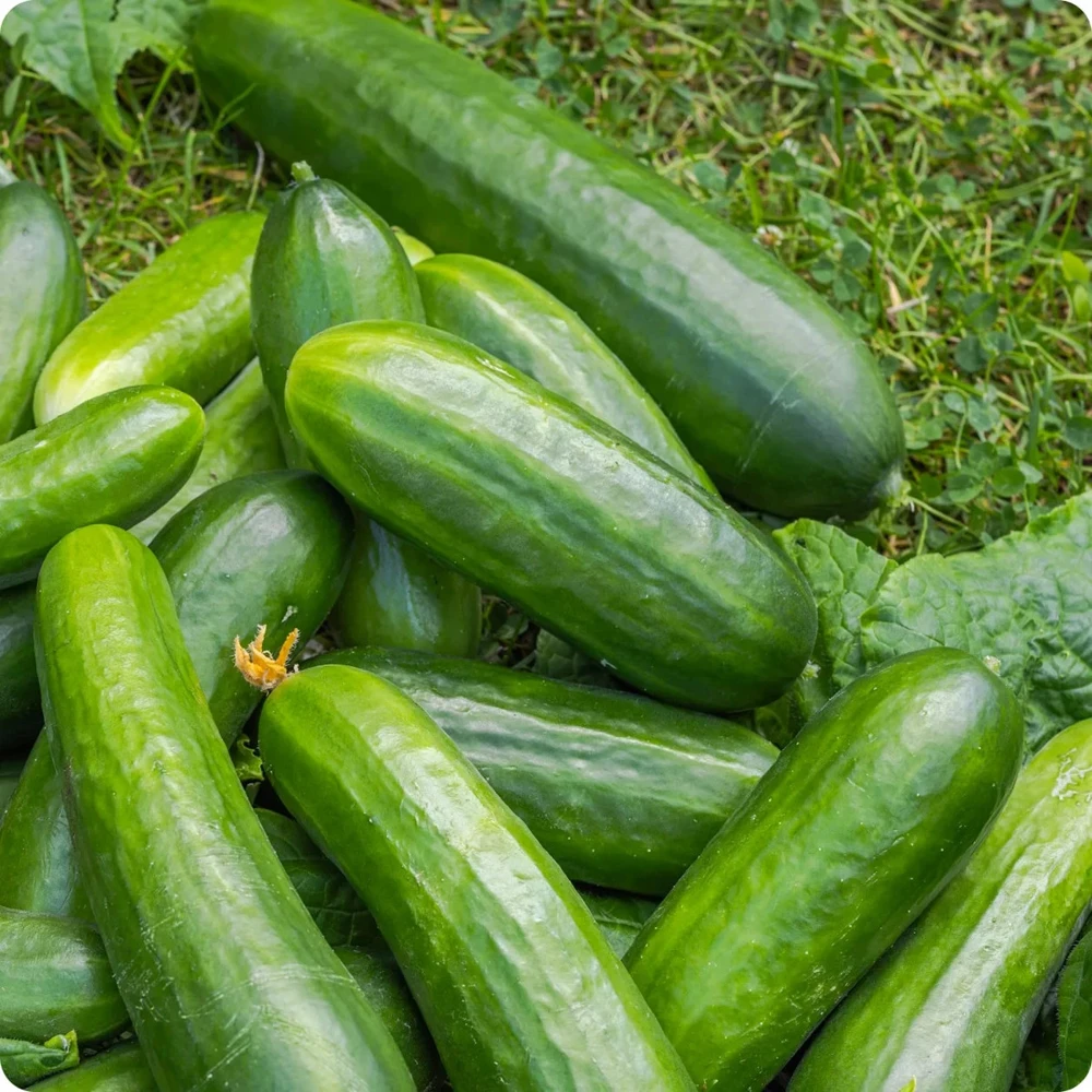 Muncher Cucumber Seeds - Burpless, Vining, Annual, Outdoor - Image 1
