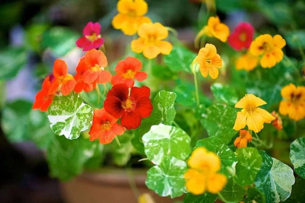 Nasturtium Seeds - Alaska Mix, Vibrant Yellow, Cherry, Salmon, Crimson - Outdoor Flower Seeds - Image 2