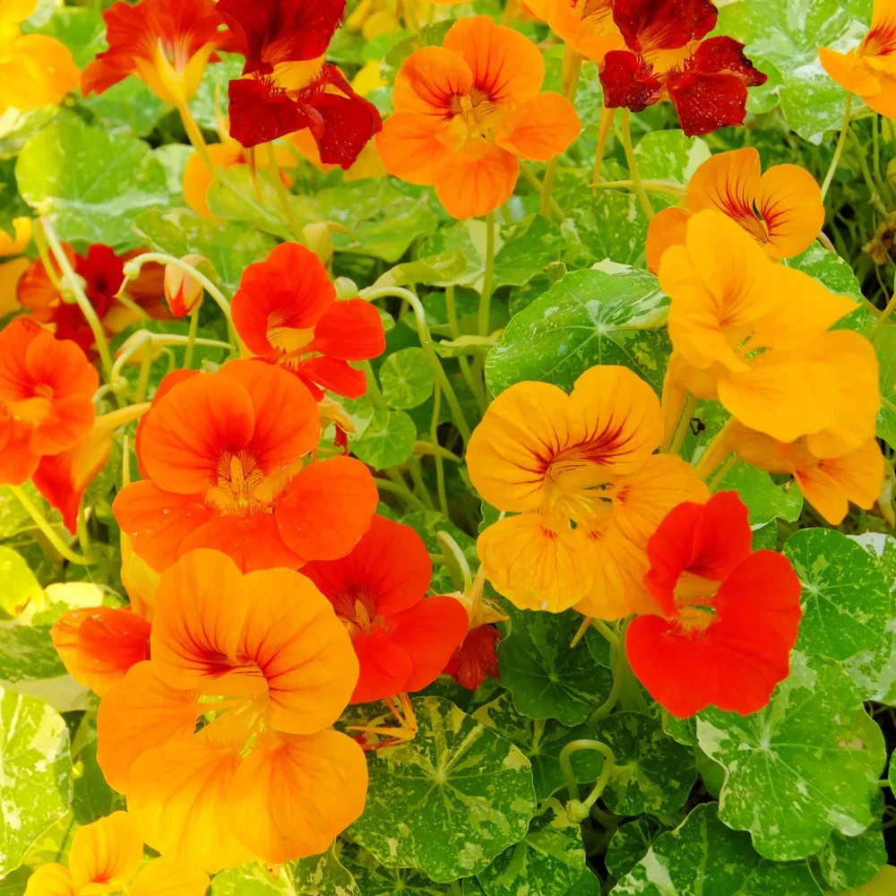 Nasturtium Seeds - Alaska Mix, Vibrant Yellow, Cherry, Salmon, Crimson - Outdoor Flower Seeds - Image 1