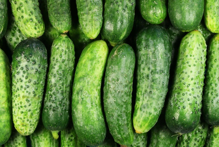 National Pickling Cucumber Seeds – Easy Grow Gherkins for Pickling – Outdoor Annual - Image 1
