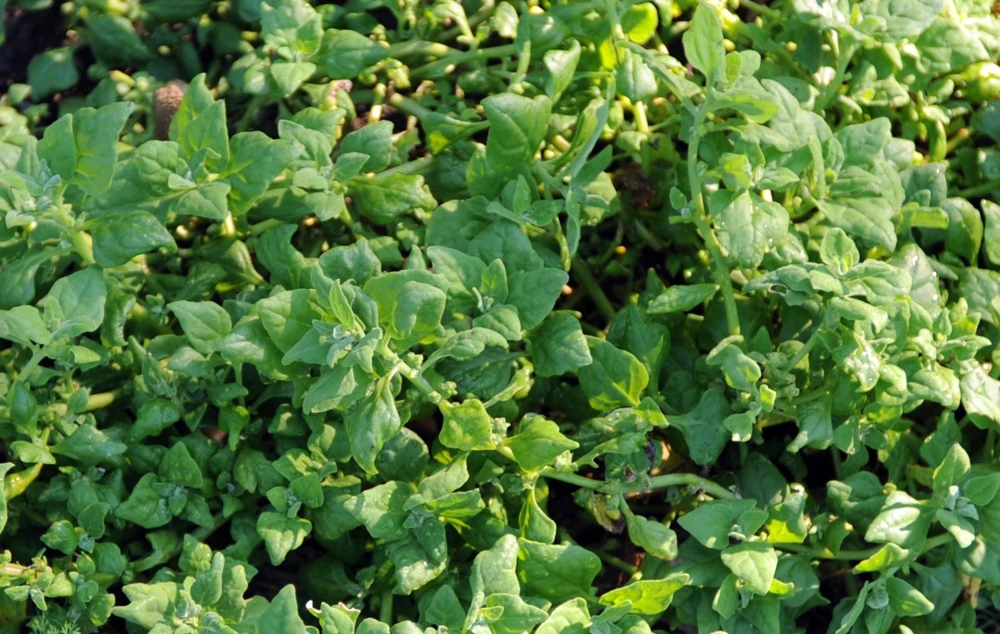 New Zealand Spinach Seeds - Heirloom Vegetable Seeds - Bulk Variety Sizes - Outdoor - Image 2