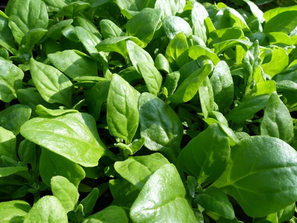 New Zealand Spinach Seeds - Heirloom Vegetable Seeds - Bulk Variety Sizes - Outdoor - Image 1