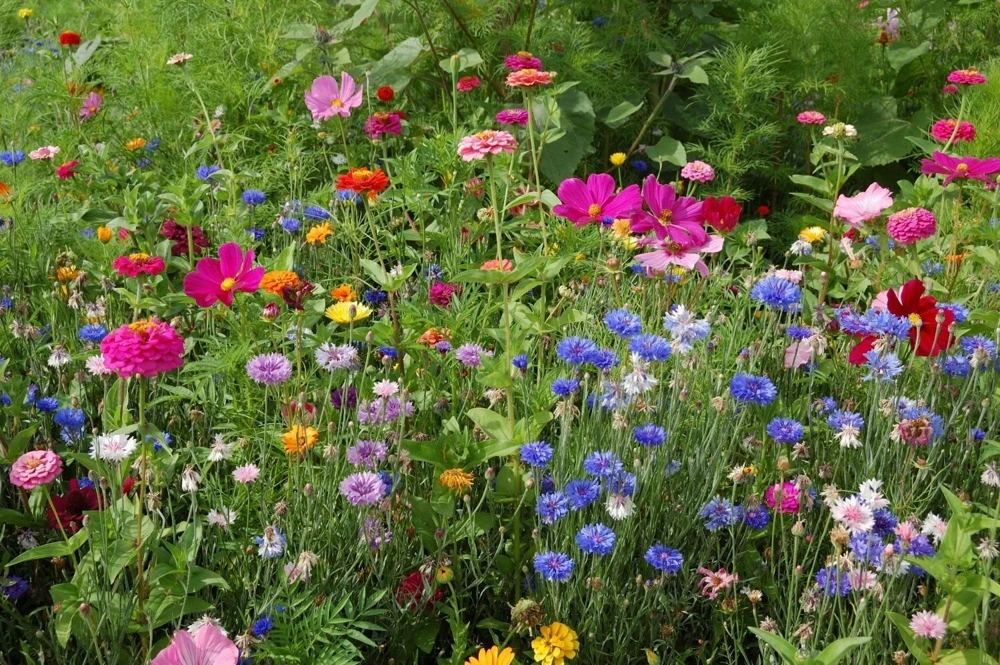 Northeast Wildflower Seed Mix - 19 Annual & Perennial Varieties - Outdoor - Image 1