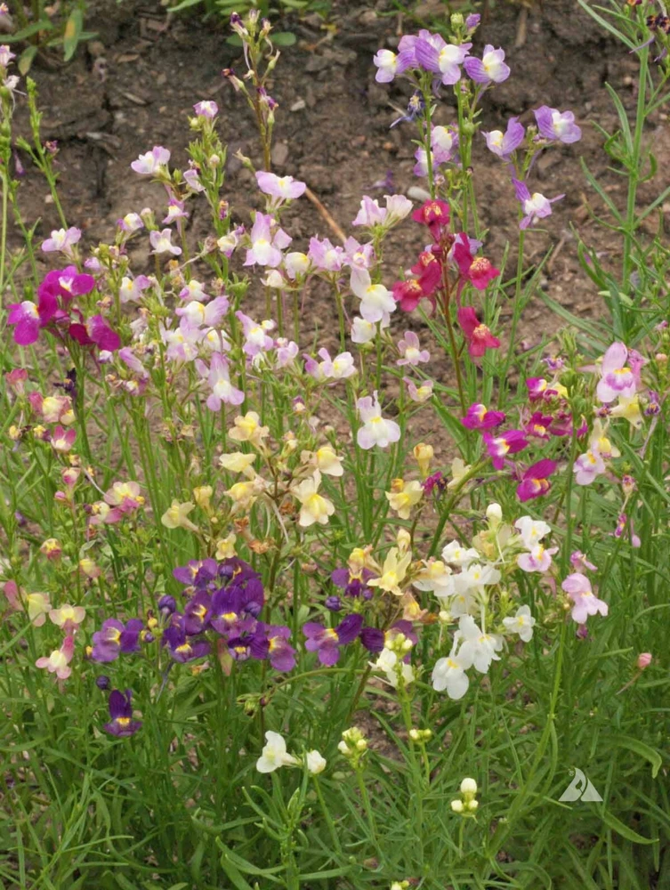 Northern Lights Snapdragon Seeds Mix - Multicolor Blooms for Pollinators, Annual - Image 2