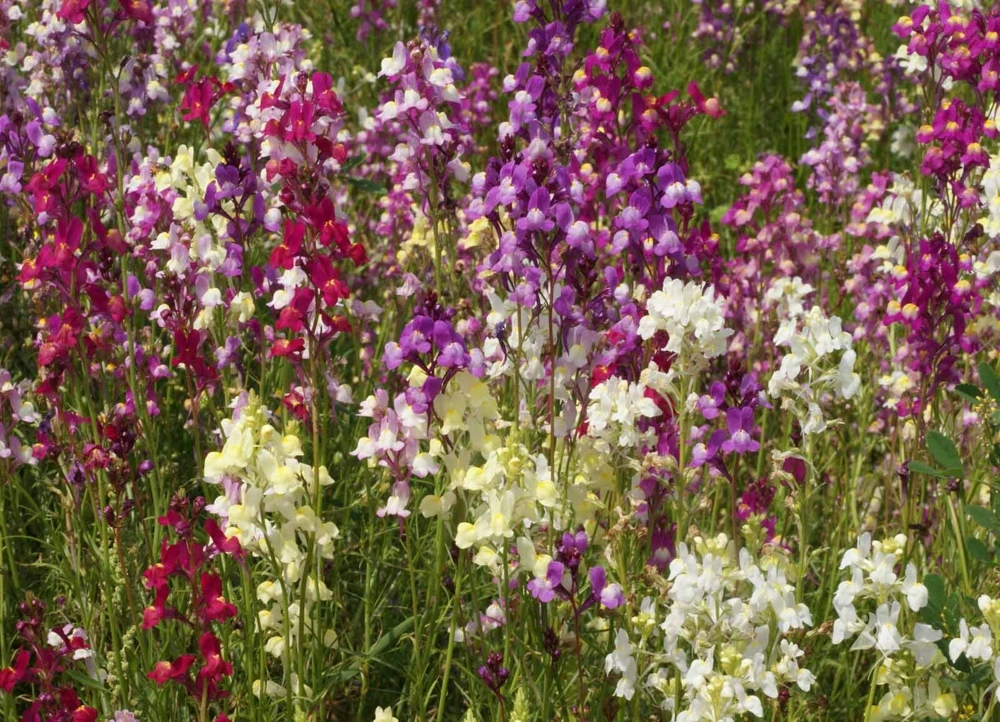 Northern Lights Snapdragon Seeds Mix - Multicolor Blooms for Pollinators, Annual - Image 1
