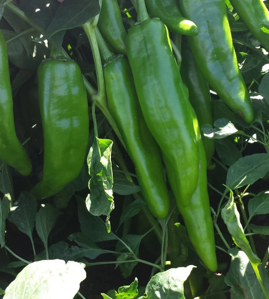 NuMex NM 6-4 Chili Pepper Seeds - Mild Green Chile for Authentic Ristras - Image 1