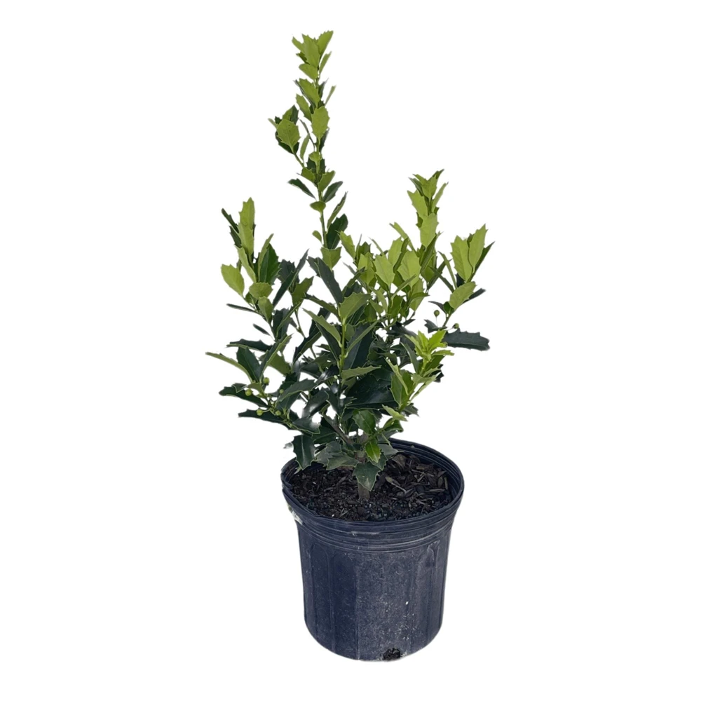 Oakland Holly Tree - 1 Gallon Live Plant - Evergreen Shrub for Privacy & Landscape - Image 1