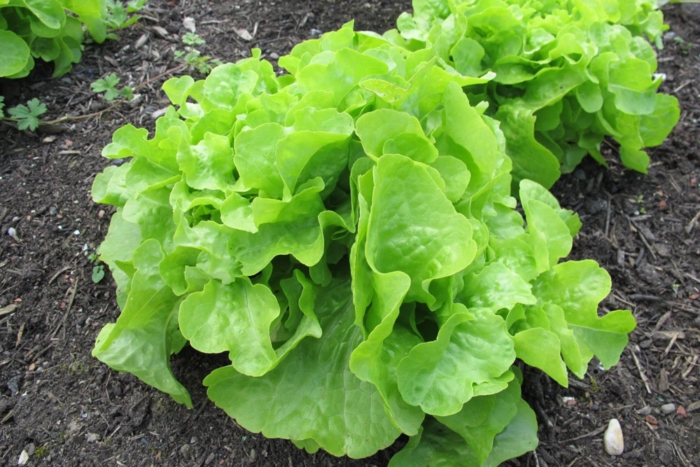 Oakleaf Leaf Lettuce Seeds - Heirloom, Heat Tolerant, Green, Outdoor - Image 1
