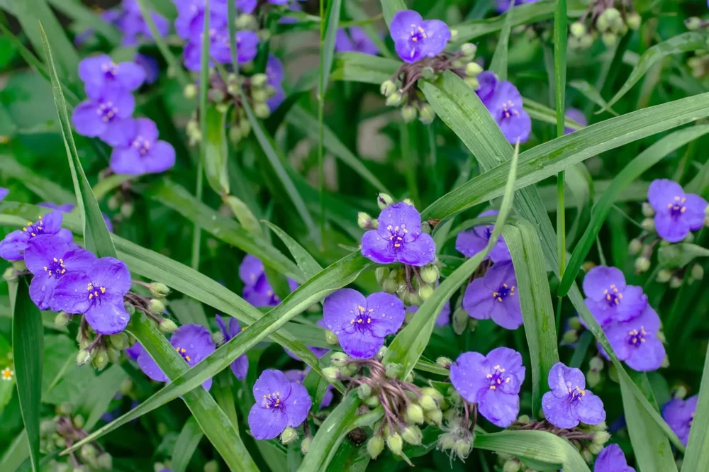 Ohio Spiderwort Wildflower Seeds - Bluejacket Perennial Flower Seeds, Easy Grow, Zones 4-9 - Image 2