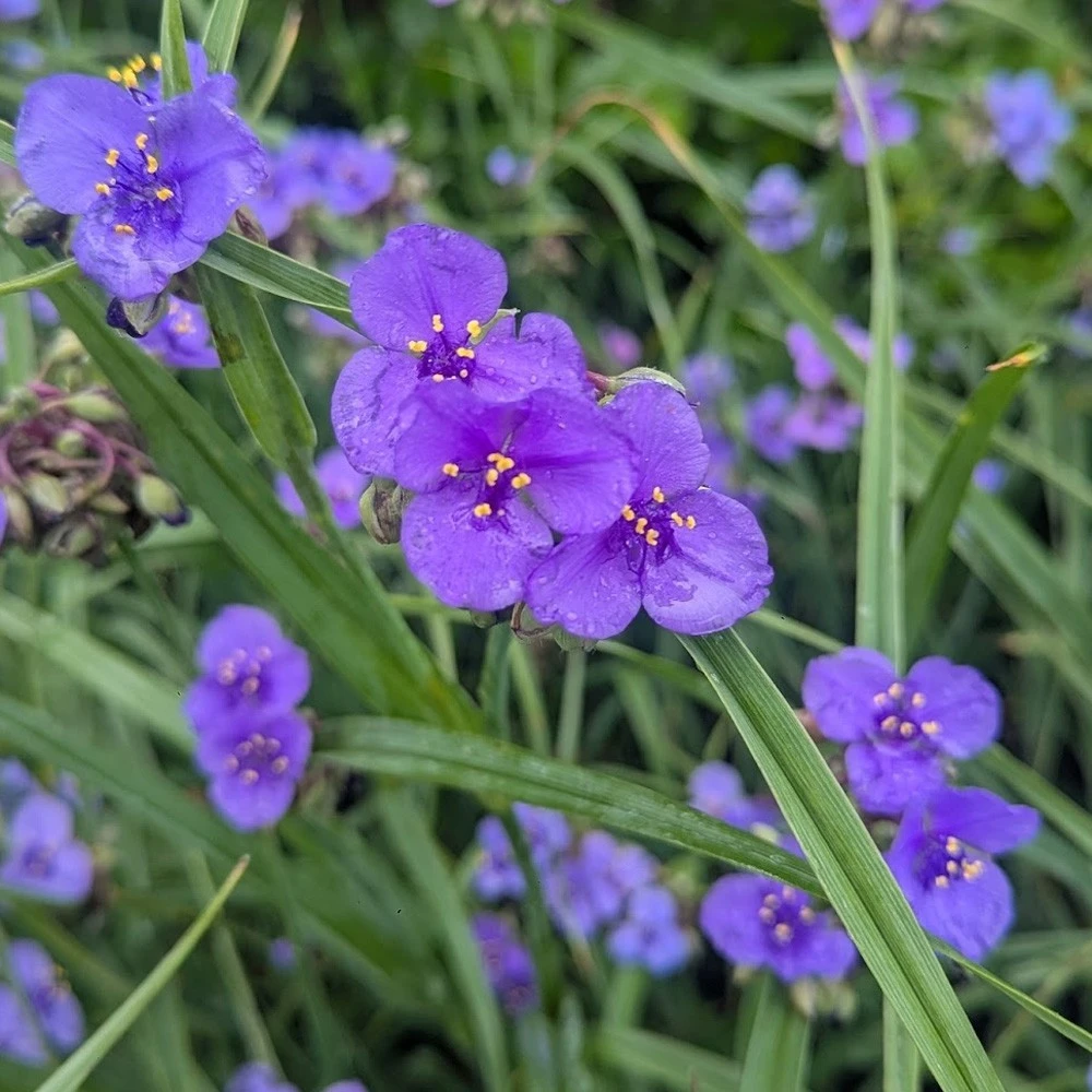 Ohio Spiderwort Wildflower Seeds - Bluejacket Perennial Flower Seeds, Easy Grow, Zones 4-9 - Image 1