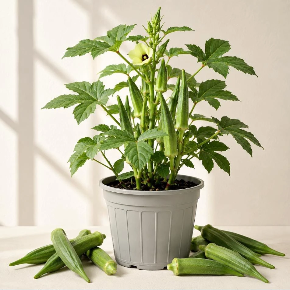 Okra Plants Live for Planting, Green Okra Plants, Vegetable Tree in Home Garden, 3-5 Inch Tall, 2 Plants in Pot - Image 1