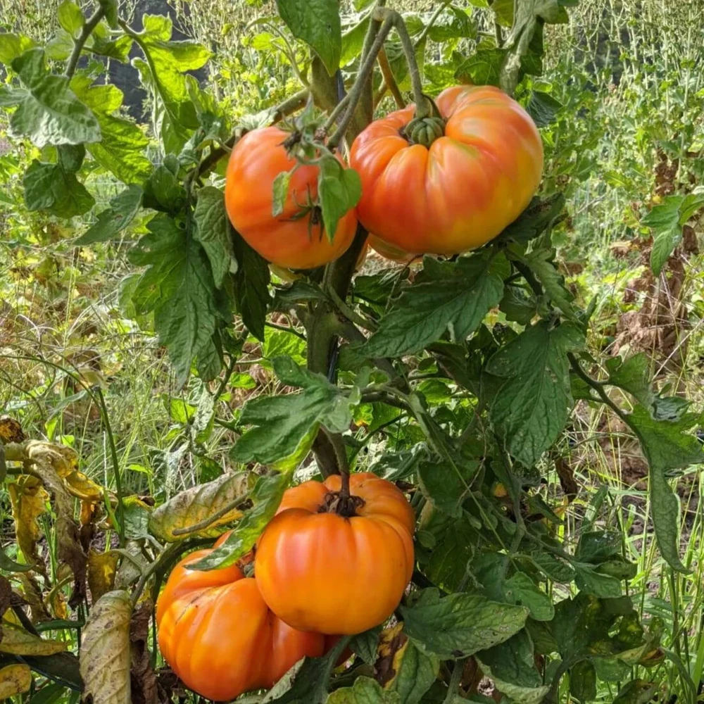 Old German Tomato Seeds - Heirloom, Multicolor Beefsteak, Outdoor - Image 1