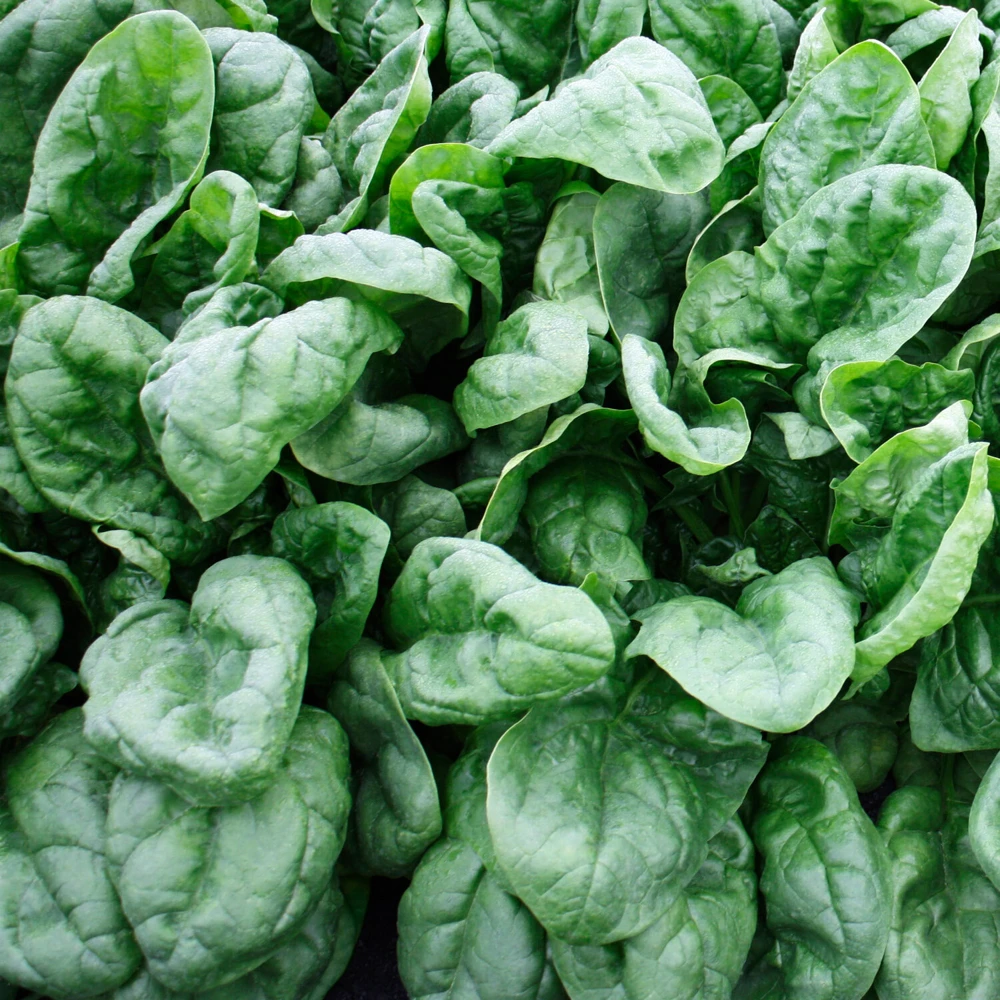 Olympia Spinach Seeds - Easy Grow Vegetable Seeds, Green, Outdoor - Image 1