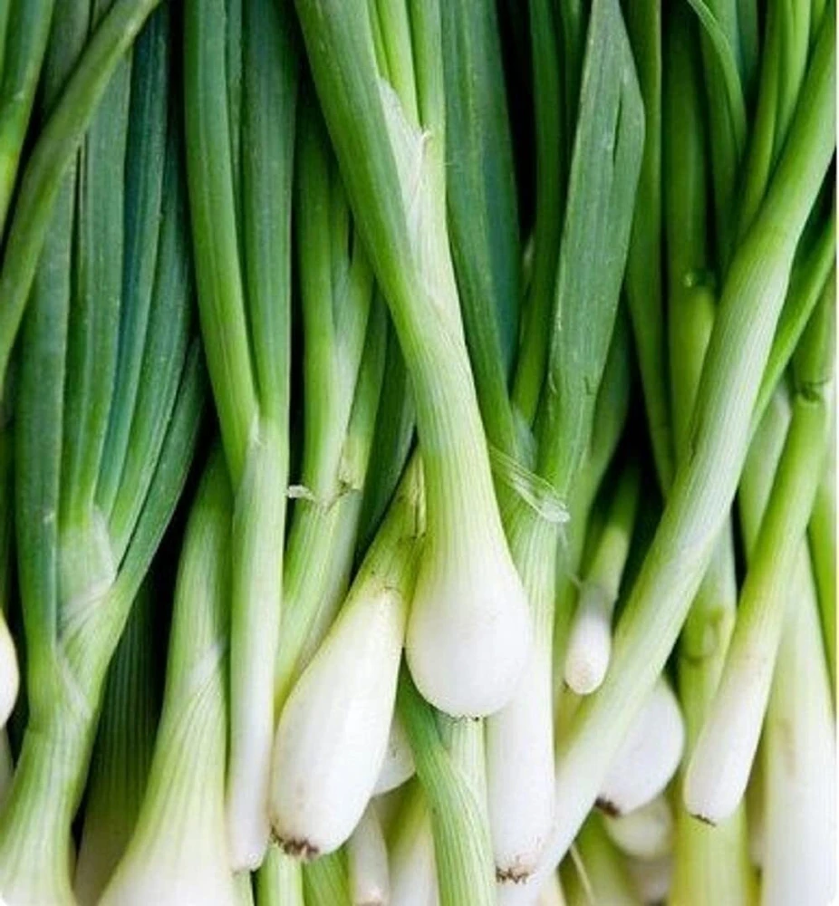 Onion Seeds Collection - 13 Varieties - Vegetable Seeds for Planting - Image 10