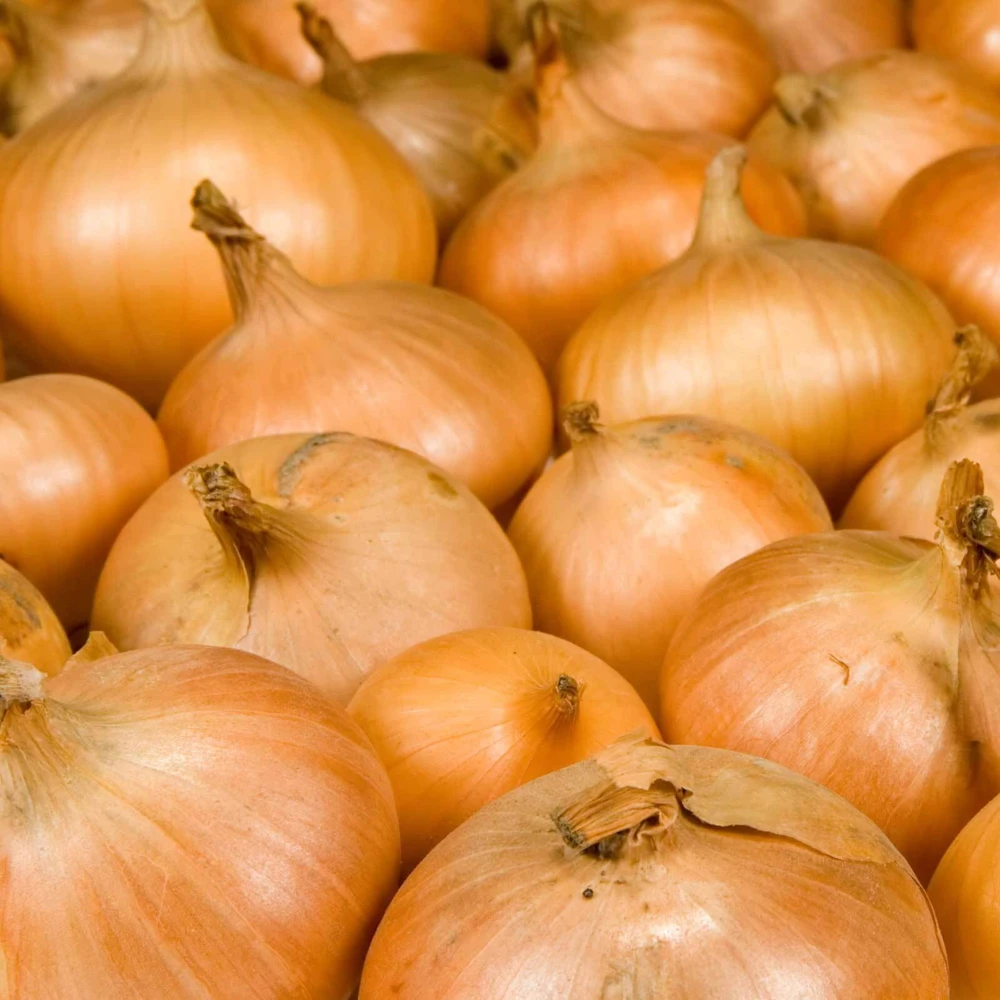 Onion Seeds Collection - 13 Varieties - Vegetable Seeds for Planting - Image 11