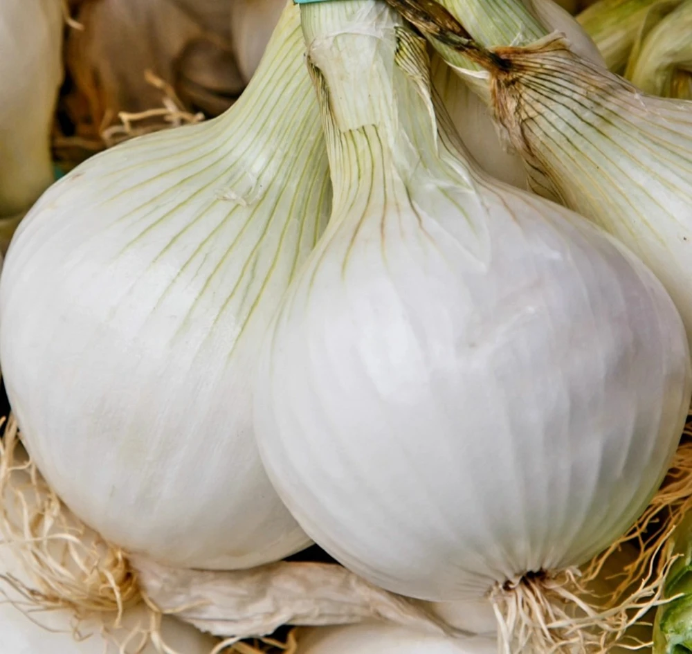 Onion Seeds Collection - 13 Varieties - Vegetable Seeds for Planting - Image 13