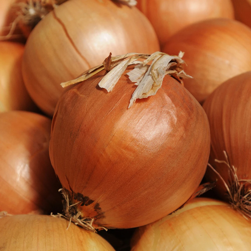Onion Seeds Collection - 13 Varieties - Vegetable Seeds for Planting - Image 14