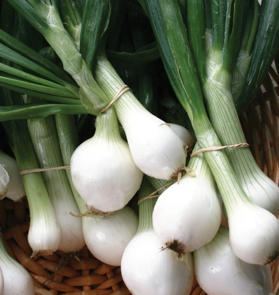 Onion Seeds Collection - 13 Varieties - Vegetable Seeds for Planting - Image 2