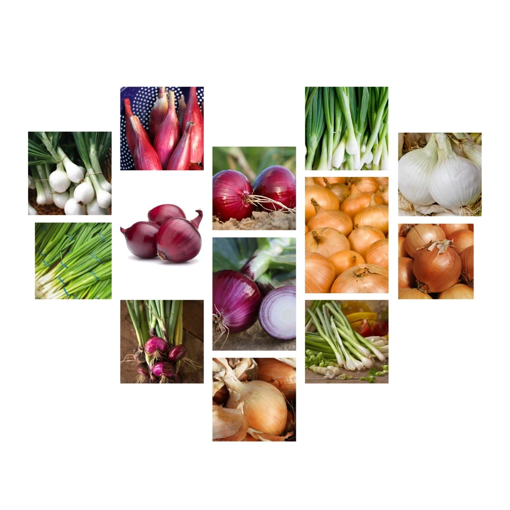 Onion Seeds Collection - 13 Varieties - Vegetable Seeds for Planting - Image 1