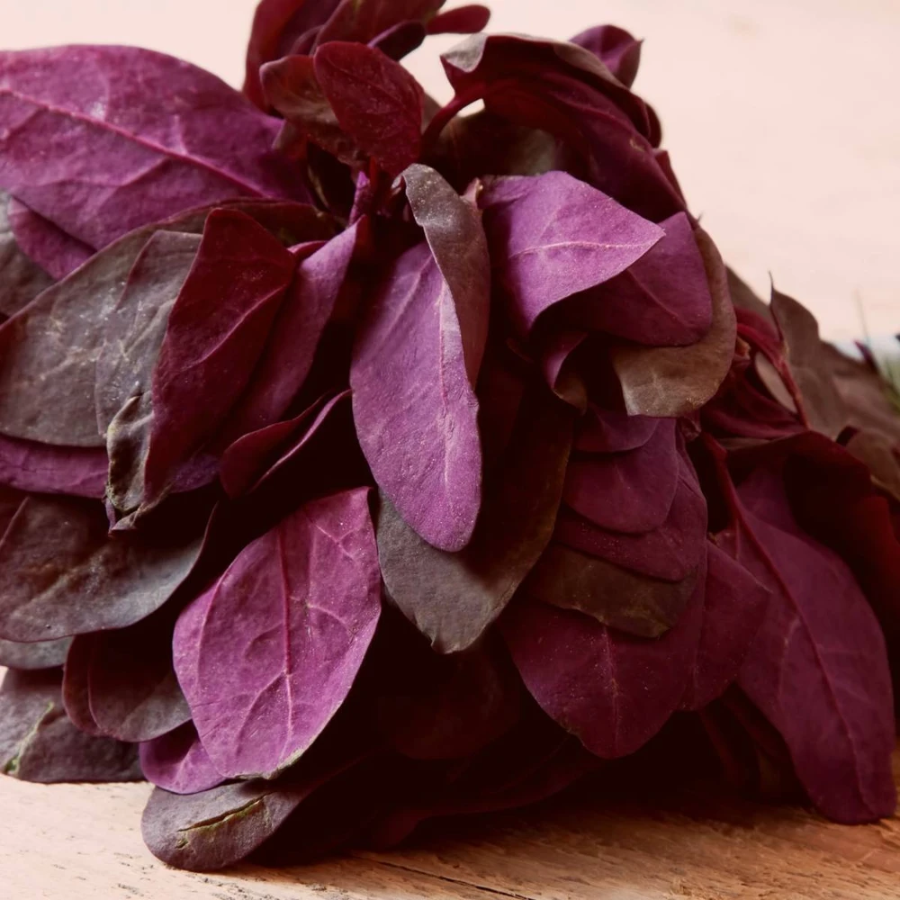 Orach Red Fire Seeds - French Spinach Mountain Spinach Seeds - Zones 3-12 - Image 2