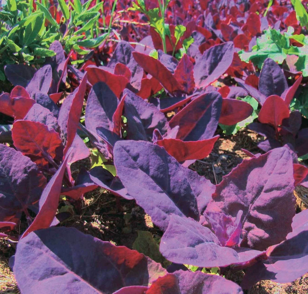 Orach Red Fire Seeds - French Spinach Mountain Spinach Seeds - Zones 3-12 - Image 1