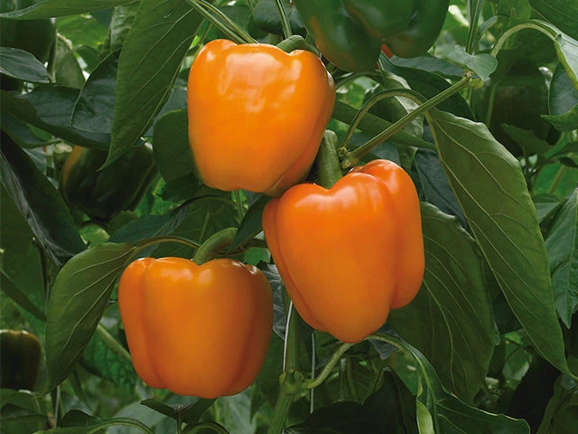 Orange Sweet Bell Pepper Seeds - Heirloom, Easy Grow, Annual - Image 2