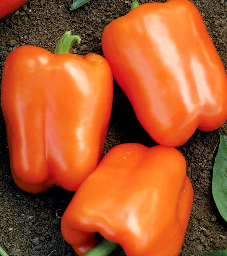 Orange Sweet Bell Pepper Seeds - Heirloom, Easy Grow, Annual - Image 1