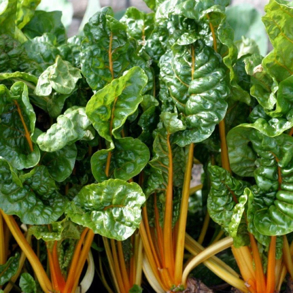 Orange Swiss Chard Seeds - Colorful Annual Leafy Greens for Outdoor Gardens - Image 1