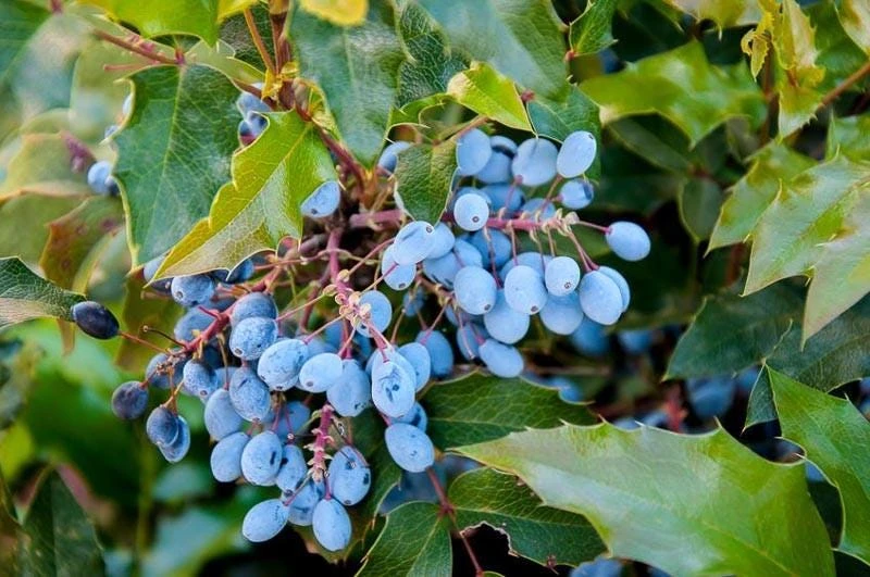 Oregon Grape Mahonia aquifolium Live Plant – Evergreen Shrub 6-12" Tall - Image 1