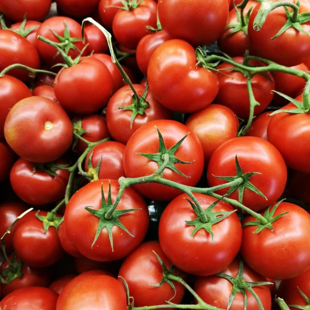 Oregon Spring Tomato Seeds - Heirloom Cool Climate Red Tomato Seeds - Image 1