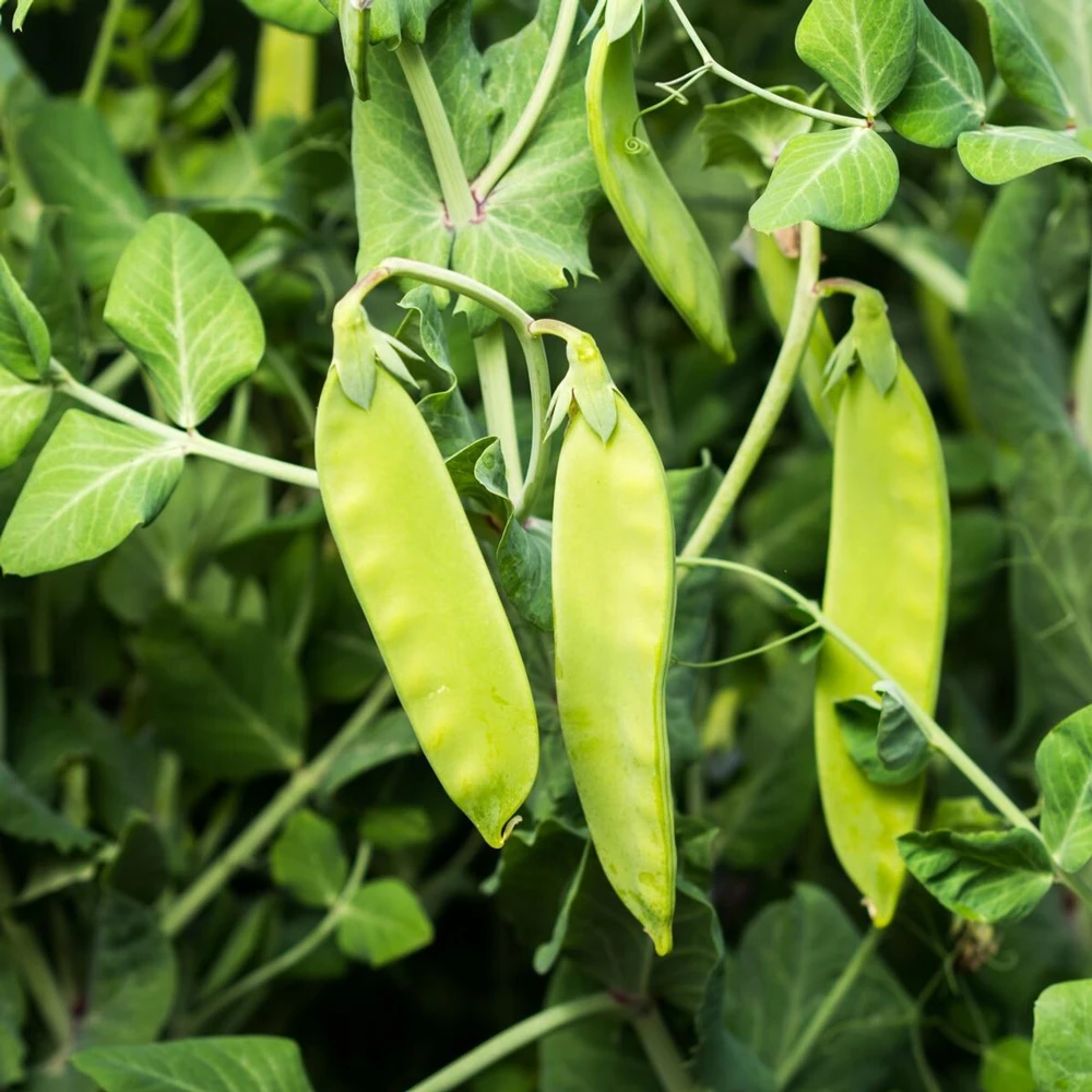 Oregon Sugar Pod II Snow Pea Seeds - Heirloom, Easy-to-Grow Vegetable - Image 1
