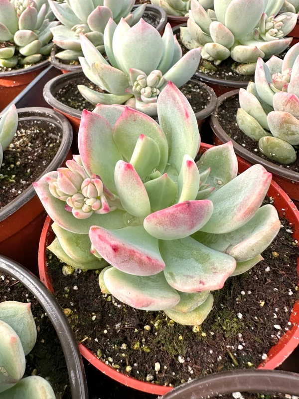 Pachyveria Draco Pink Succulent Live Plant - 4 Inch Pot - Indoor/Outdoor - Image 1