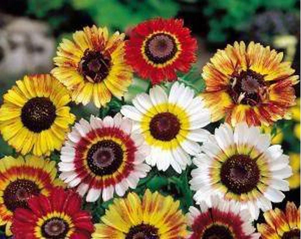 Painted Daisy Tricolor Seeds - Chrysanthemum carinatum Flower Seeds Outdoor - Image 1