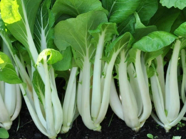 Pak Choi White Stem Chinese Cabbage Seeds - Annual, Full Sun, Easy Grow - Image 1
