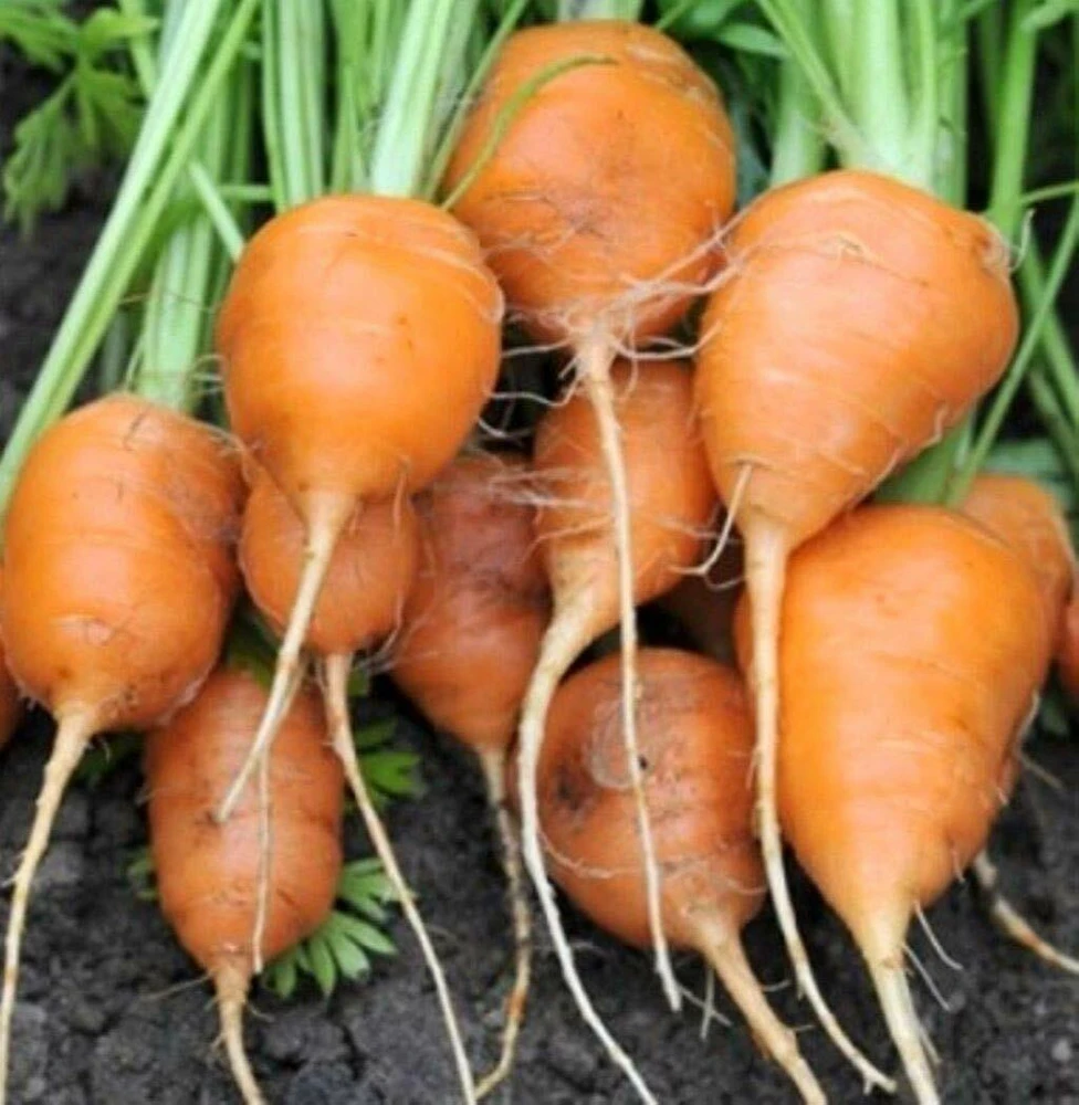 Parisian Carrot Seeds - Tonda di Parigi Round Carrots for Garden - Image 1