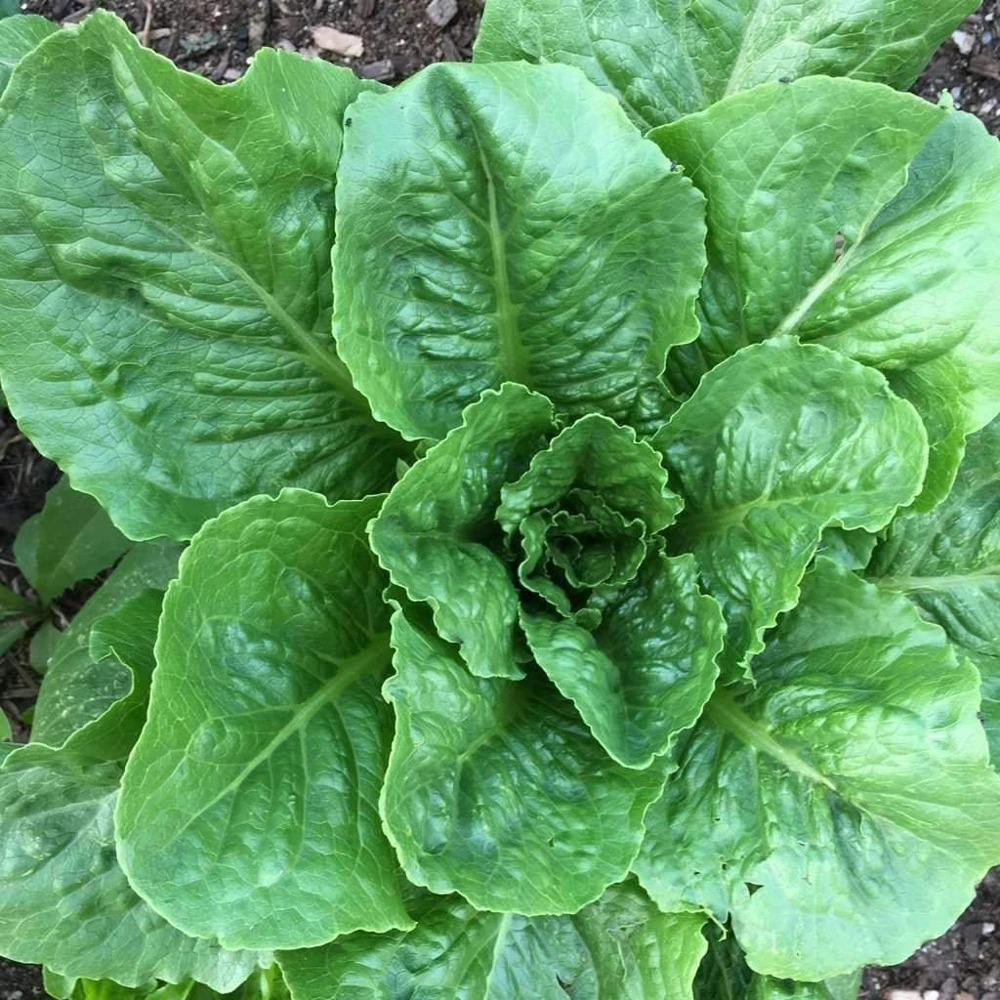 Parris Island Cos Romaine Lettuce Seeds for Caesar Salad - Easy Grow - Image 2