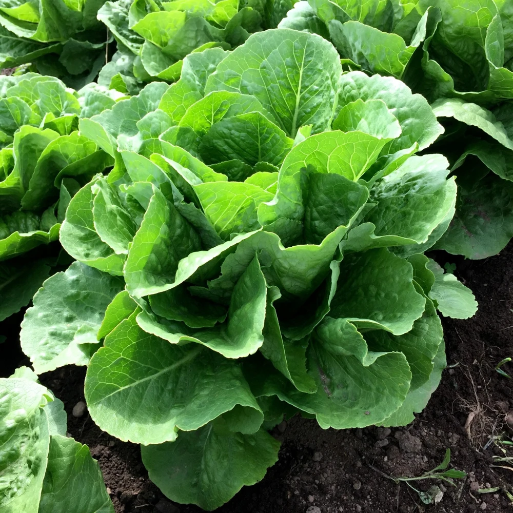 Parris Island Cos Romaine Lettuce Seeds for Caesar Salad - Easy Grow - Image 1