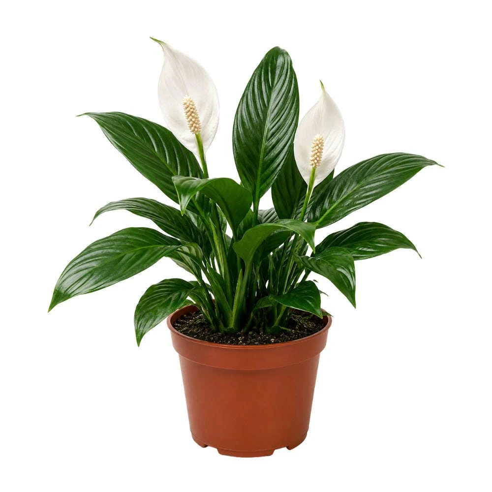 Peace Lily Live Plant, 4 Inch Pot, Easy Indoor Houseplant, Beginner Friendly Plant Gift - Image 1
