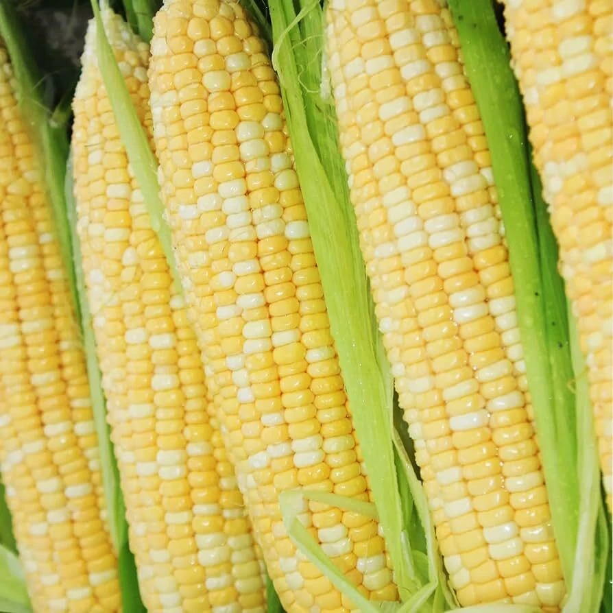 Peaches and Cream Sweet Corn Seeds - Bicolor F1 Hybrid Vegetable Seeds, Outdoor - Image 2