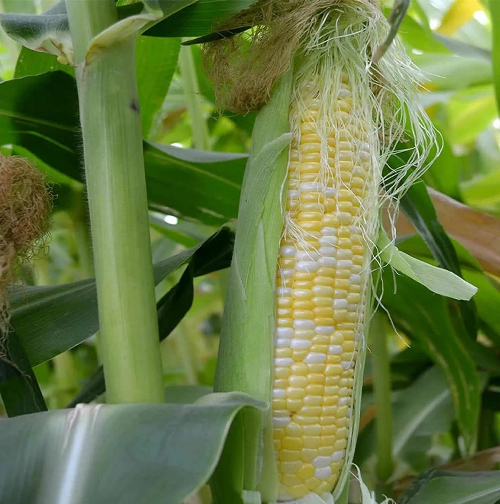 Peaches and Cream Sweet Corn Seeds - Bicolor F1 Hybrid Vegetable Seeds, Outdoor - Image 1