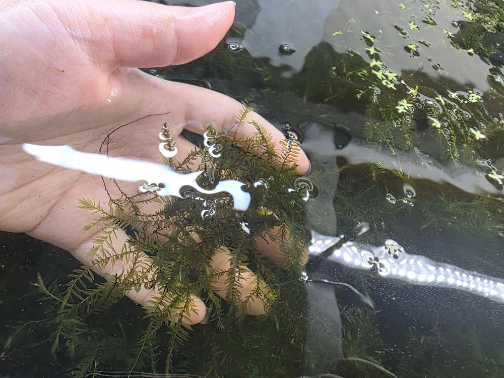 Pearl Moss Live Plant – Plagiomnium cf. affine – Aquarium Terrarium Plant – 3x3 Loose Portion - Image 1