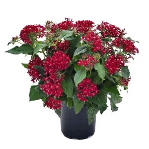 Pentas Graffiti Bright Red Flower Seeds - 25 Seed Pack - Attracts Butterflies & Hummingbirds - Image 1