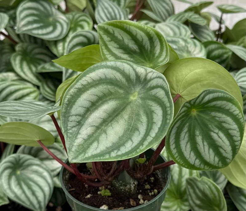Peperomia Watermelon Live Houseplant – 4 Inch Pot – Indoor Plant - Image 1