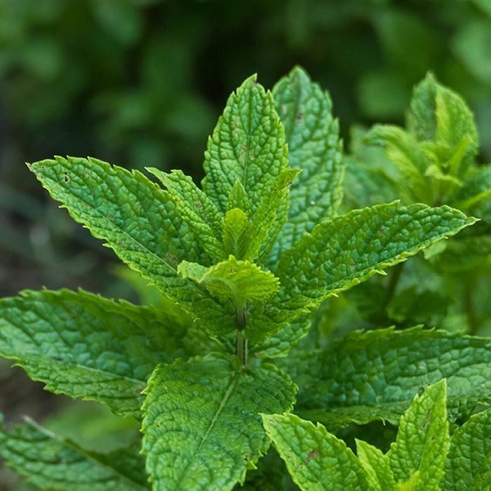 Peppermint Seeds - Aromatic Perennial Herb, Ground Cover, Pest Repellent - Image 2